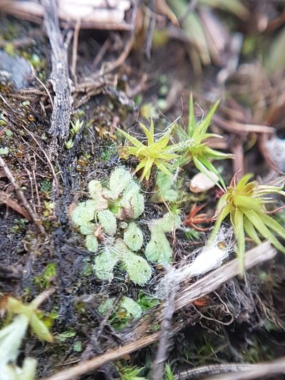 Riccia beyrichiana, photographed by Chris Fluit