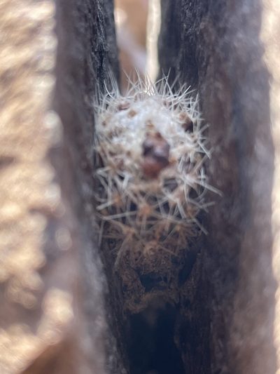 Rimacactus laui, photographed by Franco Capriroli
