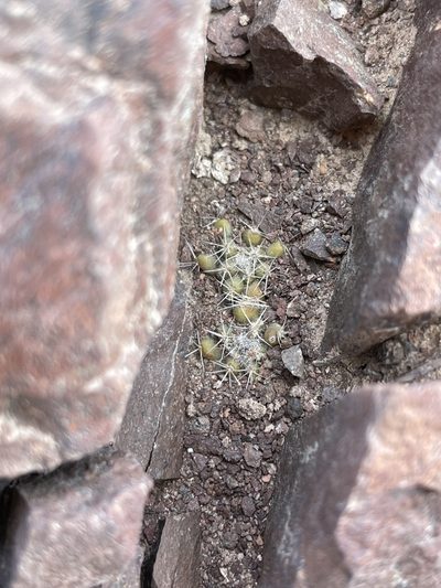 Rimacactus laui, photographed by Franco Capriroli