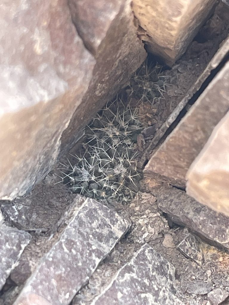 Rimacactus laui, photographed by Franco Capriroli
