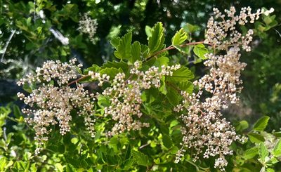 Holodiscus discolor, photographed by Chuck Wilson