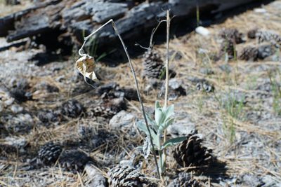 Asclepias eriocarpa, photographed by Kristen Francis