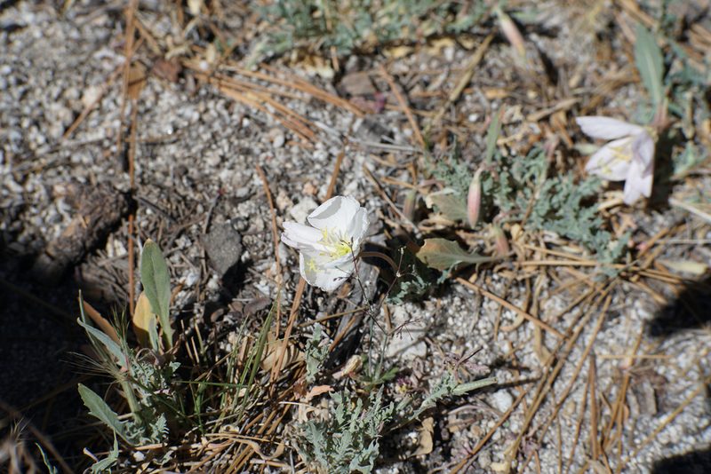 Oenothera avita, photographed by Kristen Francis