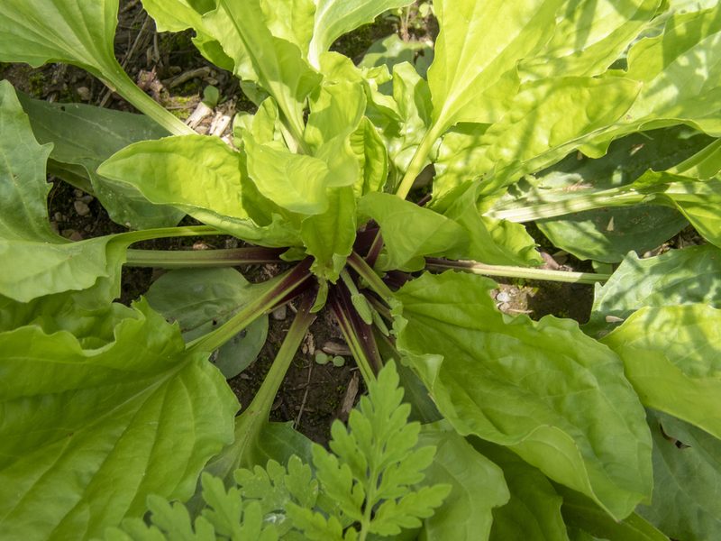 Plantago rugelii, photographed by Randy A Nonenmacher