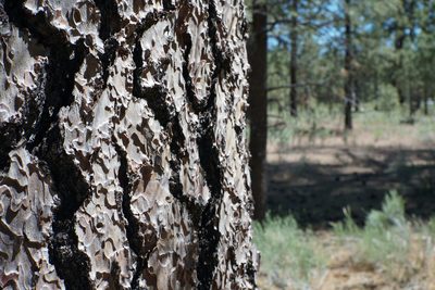 Pinus jeffreyi, photographed by Kristen Francis