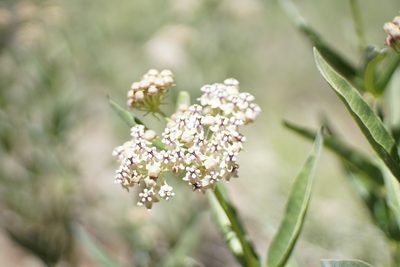 Asclepias eriocarpa, photographed by Kristen Francis
