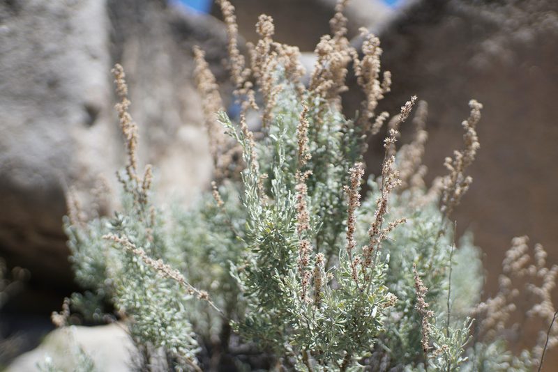 Artemisia tridentata, photographed by Kristen Francis