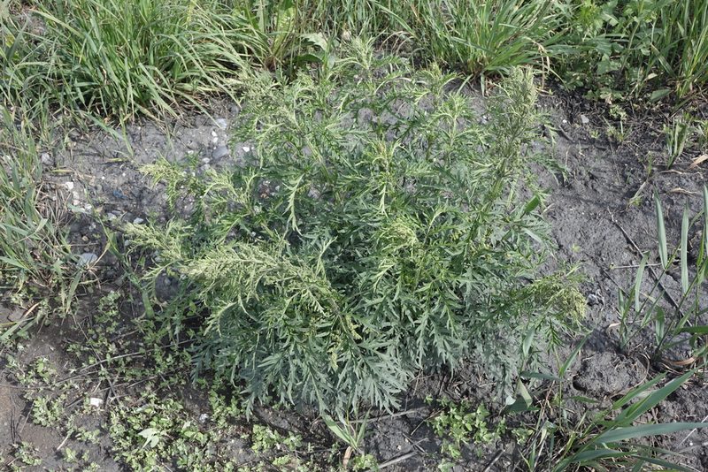 Urtica cannabina, photographed by Oleg Kosterin