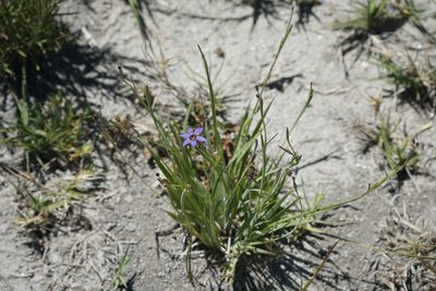 Sisyrinchium bellum, photographed by Kristen Francis