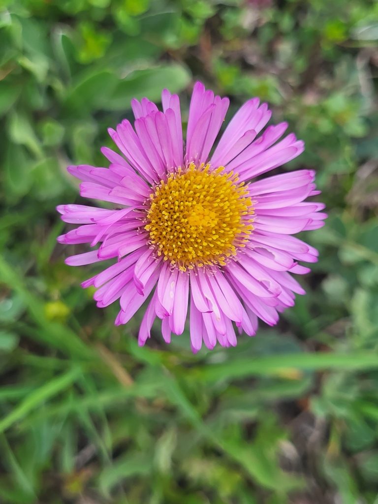Erigeron caucasicus, photographed by Jacek Pietruszewski