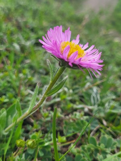 Erigeron caucasicus, photographed by Jacek Pietruszewski