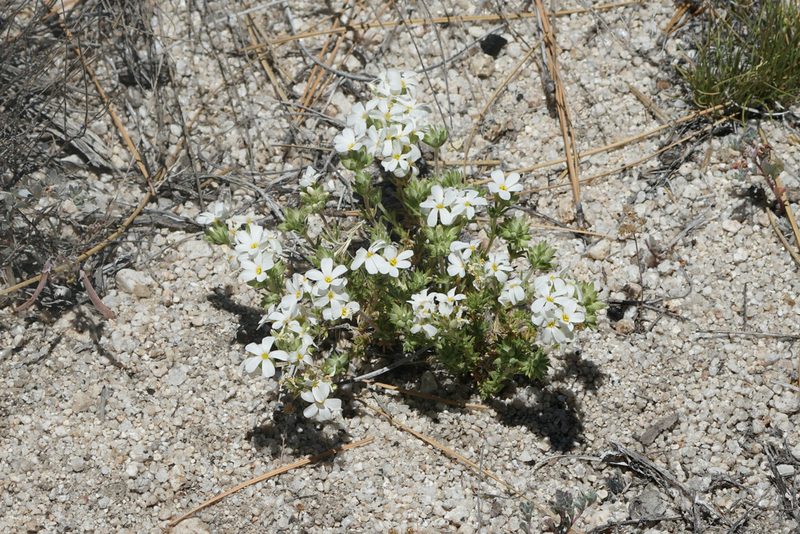 Leptosiphon melingii, photographed by Kristen Francis