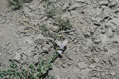 Heliotropium curassavicum, photographed by Kristen Francis