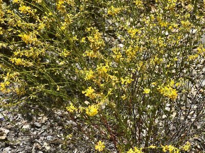 Acmispon glaber, photographed by Chuck Wilson
