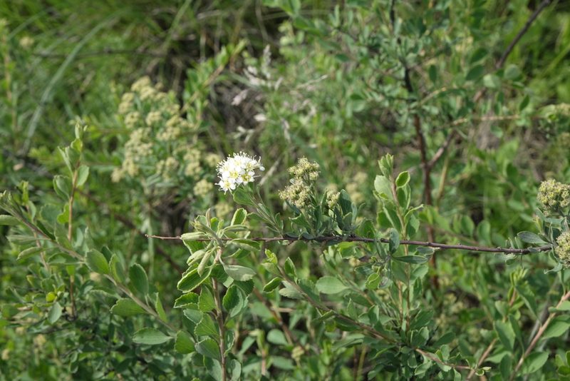 Spiraea crenata, photographed by Oleg Kosterin