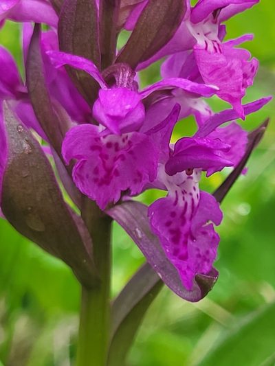Dactylorhiza euxina, photographed by Jacek Pietruszewski