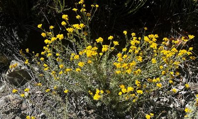 Eriophyllum confertiflorum, photographed by Chuck Wilson