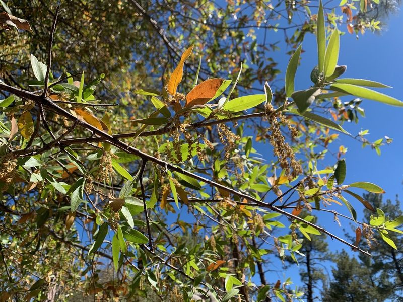 Quercus peninsularis, photographed by Kristen Francis
