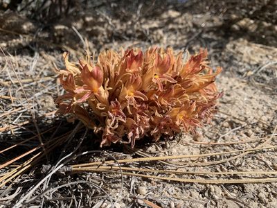 Orobanche californica