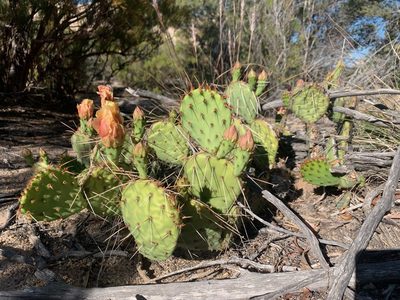 Opuntia phaeacantha, photographed by Kristen Francis