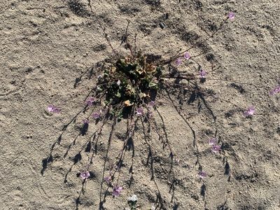 Sidalcea sparsifolia