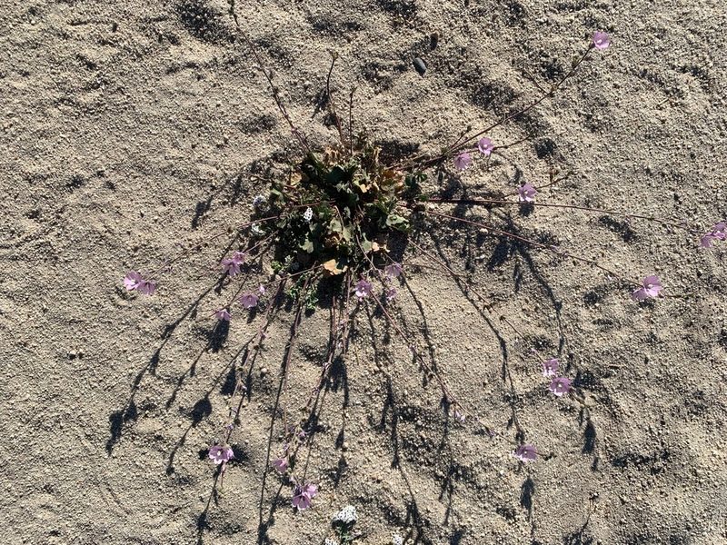 Sidalcea sparsifolia, photographed by Kristen Francis