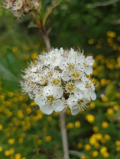 Crataegus gaylussacia, photographed by Chris Fluit