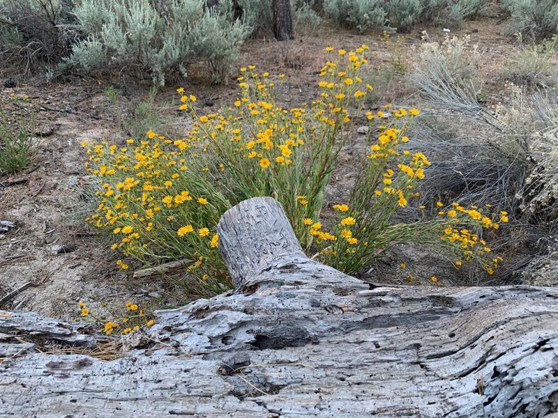 Hulsea mexicana, photographed by Kristen Francis