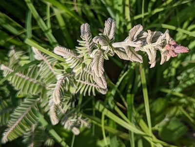 Amorpha canescens, photographed by Tom and T Herman