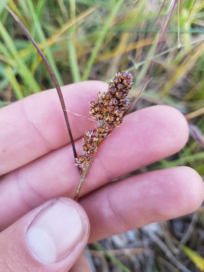 Luzula subsessilis, photographed by Chris Fluit