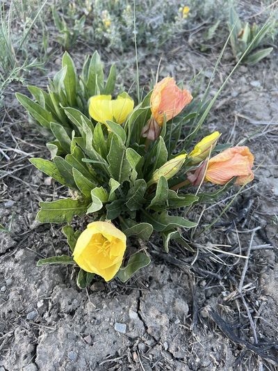 Oenothera howardii, photographed by Jared Shorma