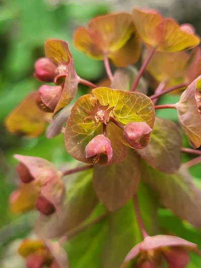 Euphorbia oblongifolia, photographed by Jacek Pietruszewski