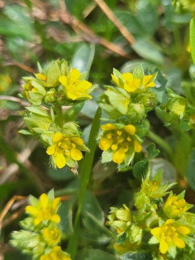 Sibbaldia parviflora, photographed by Jacek Pietruszewski