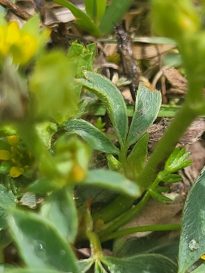 Sibbaldia parviflora, photographed by Jacek Pietruszewski