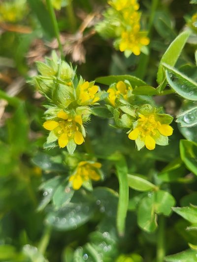 Sibbaldia parviflora, photographed by Jacek Pietruszewski