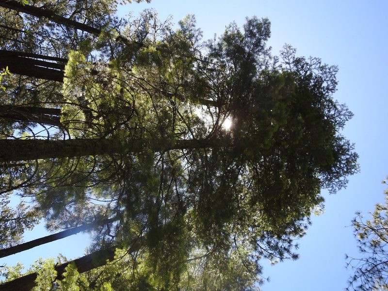 Abies concolor, photographed by Rachel Stringham
