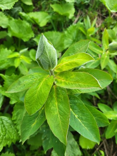 Euphorbia oblongifolia, photographed by Jacek Pietruszewski