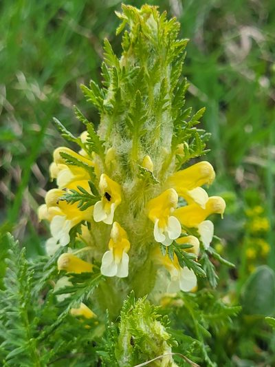Pedicularis condensata, photographed by Jacek Pietruszewski