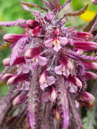 Pedicularis wilhelmsiana, photographed by Jacek Pietruszewski