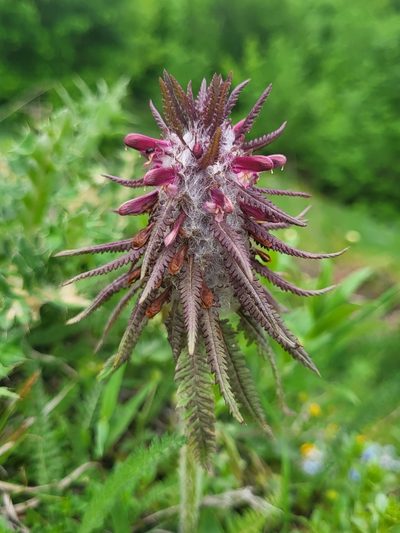 Pedicularis wilhelmsiana, photographed by Jacek Pietruszewski