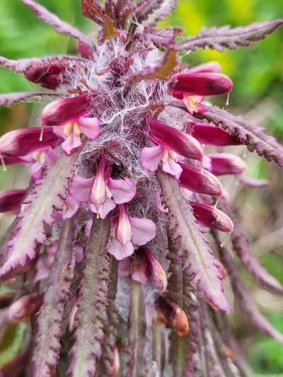 Pedicularis wilhelmsiana, photographed by Jacek Pietruszewski
