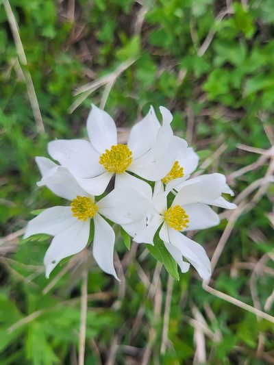 Anemonastrum fasciculatum, photographed by Jacek Pietruszewski