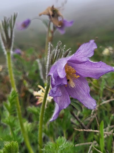 Pulsatilla violacea, photographed by Jacek Pietruszewski