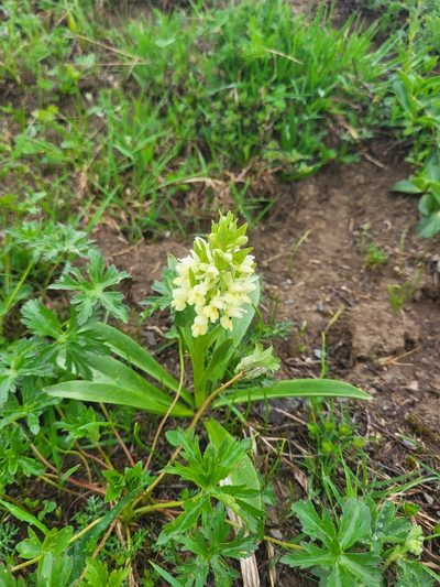 Dactylorhiza romana, photographed by Jacek Pietruszewski