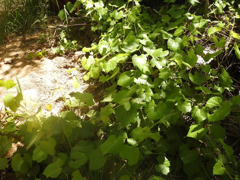 Vitis arizonica, photographed by Rachel Stringham