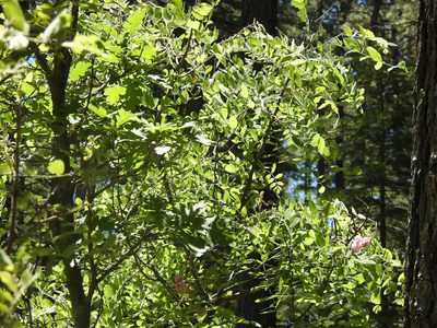 Robinia neomexicana, photographed by Rachel Stringham