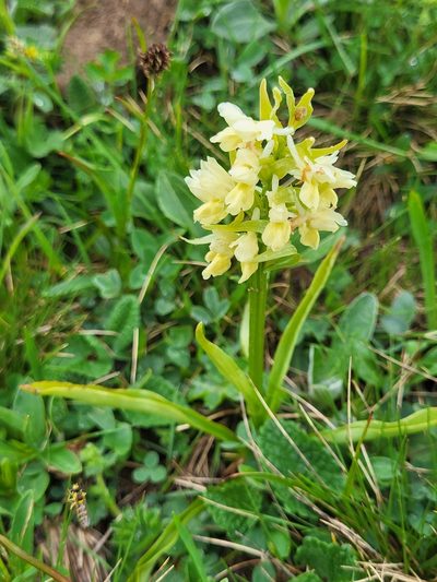 Dactylorhiza romana, photographed by Jacek Pietruszewski