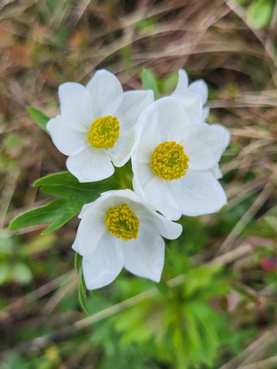 Anemonastrum fasciculatum, photographed by Jacek Pietruszewski