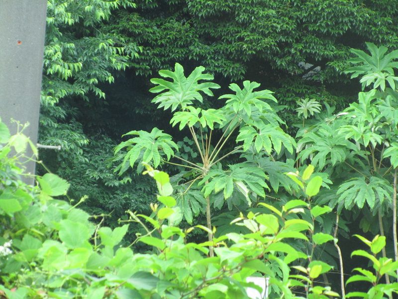 Tetrapanax papyrifer, photographed by Luka S. (someplant)