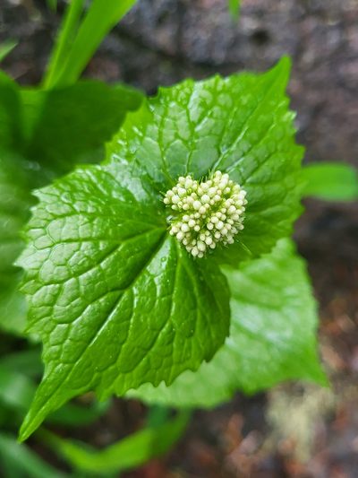 Valeriana alliariifolia, photographed by Jacek Pietruszewski